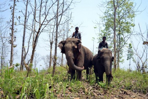 First ever human imprint developed elephant captured live in Tripura successfully First ever human imprint developed elephant captured live in Tripura successfully